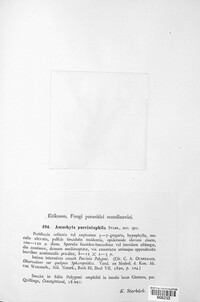 Ascochyta pucciniophila image